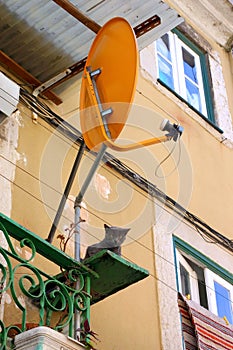 Cat and antenna