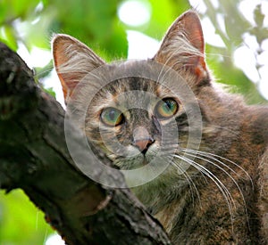 Cat in an apple tree