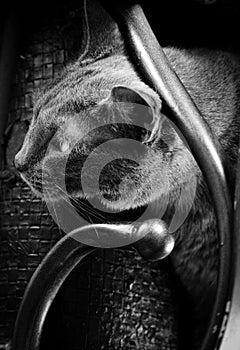 Cat in the arm of a chair