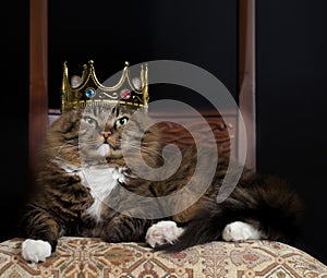 Cat as Royalty