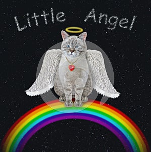 Cat ash angel on rainbow