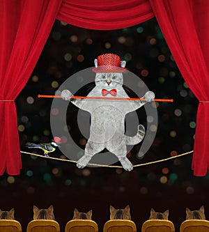 Cat ashen acrobat on tightrope in circus 2