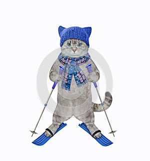 Cat ashen in blue scarf and hat skiing