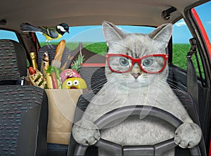 Cat ashen carries food in his car