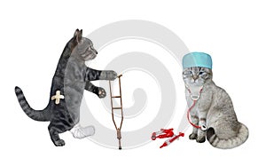 Cat ashen doctor and gray cat with broken leg