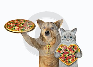 Cat ashen and dog eat pizza