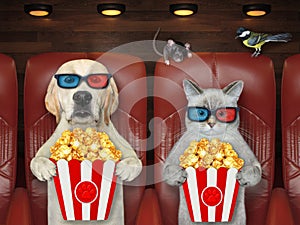 Cat ashen and dog labrador watching movie