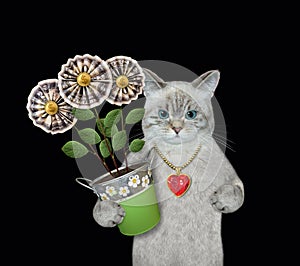 Cat ashen holds money flowers 2