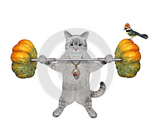 Cat ashen lifting pumpkin barbell