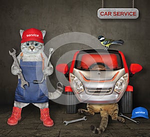 Cat ashen mechanic fixing car in garage