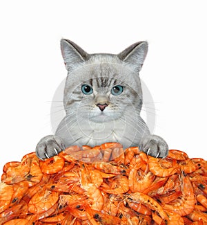 Cat ashen near pile of boiled shrimp
