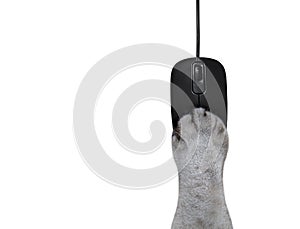 Cat ashen paw on computer mouse 3