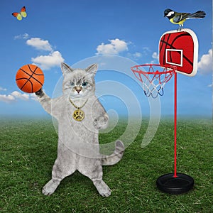 Cat ashen plays basketball in meadow