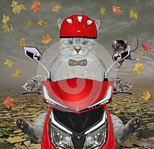 Cat ashen with rat rides red moped 2