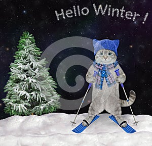 Cat ashen skier in scarf and hat in forest 2