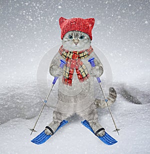 Cat ashen skier in scarf and hat in mountains 2