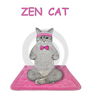 Cat ashen on square pink mat doing yoga