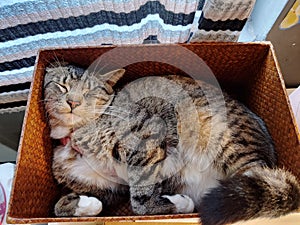 Cat Asleep in a Box
