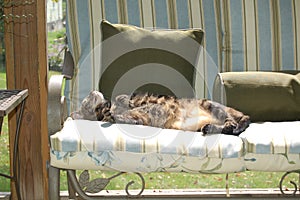 Cat asleep at midday sunning himself on sun porch on lazy afternoon.