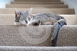 Cat asleep on the stairs