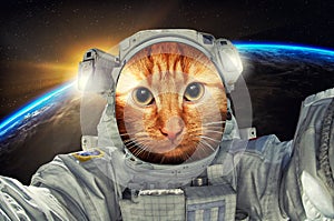 Cat astronaut or cosmonaut portrait in the space or universe