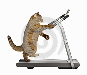 Cat athlete on a treadmill