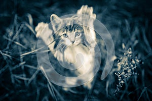 Cat attack. The attacking kitten. Rabies pets.