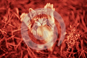 Cat attack. The attacking kitten.