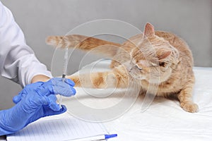 A cat attacking a veterinarian. A syringe in the vet`s hand and a ginger cat who doesn`t want to get vaccinated