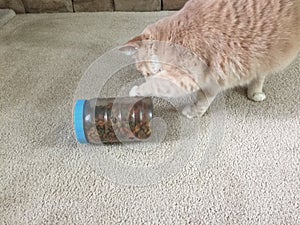 Cat attempting to get treats out of a hand made dispenser