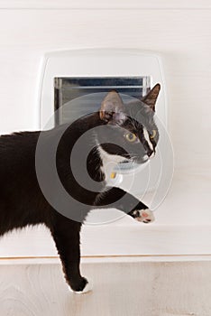 Cat attempting to pass the cat door