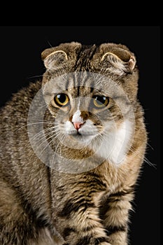 A cat with an attentive and purposeful look