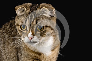 A cat with an attentive and purposeful look