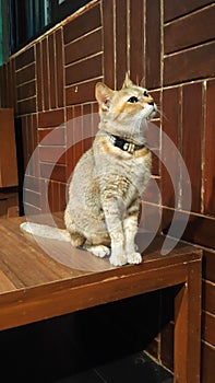 Cat with an attitude