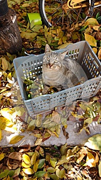 Cat in autumn photo