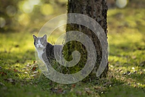 Cat in autumn nature sitting under a tree