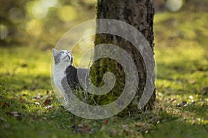 Cat in autumn nature sitting under a tree