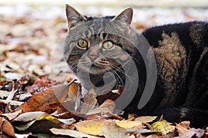 A cat in autumn and winter on the hunt