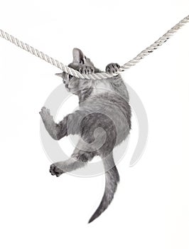 Cat baby hanging on rope