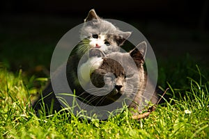 Cat with the baby kitten on grass