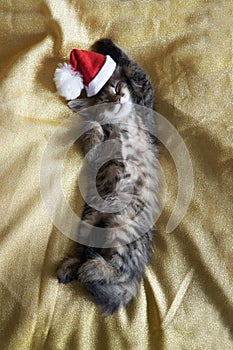 Cat baby striped kitten sleep cute beautiful with a New Year& x27;s hat on a gold red background copyspace space for text