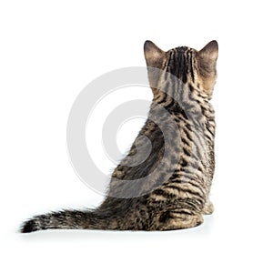 Cat back view. Kitten sitting isolated on white.