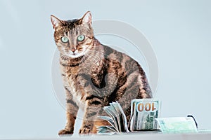 Cat on a background of a bundle of money. Animal donation concept