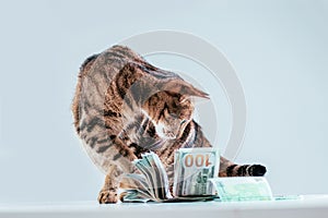 Cat on a background of a bundle of money. Animal donation concept