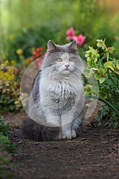 Feliz gato en soleado flores. doméstico gato sobre el su el primero caminando afuera en jardín 