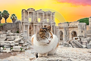 Cat in background of library of Celsus in Ephesus at sunset