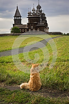Cat on the background of the wooden churches