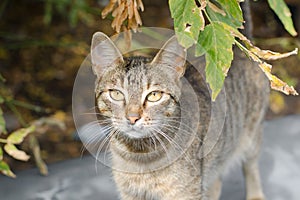 Cat in backyard