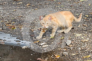 Cat in backyard