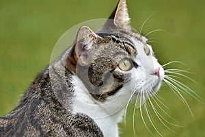 Cat in a backyard hunting